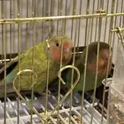 صغار روز للبيع