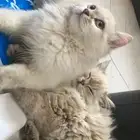 قطط شيرازي للبيع
