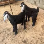 تيس تيوس