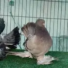 كرنقو زوج شابات