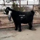 مشروع فحل عارضي صنف