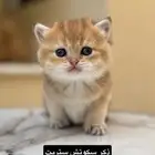 كيتنز سكوتش ستريت مسجلين ny12