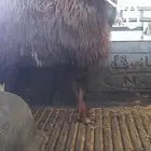 تيس جذع مخصي