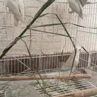 جوز روز البينو معه فروخه