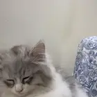 قط شيرازي بسعر رمزي