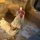 للبيع دجاج وديكة براهما