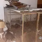شاشة وشبك