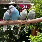 طيور البادجي اليفه الوان مميزة