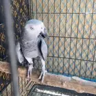 جوز كاسكو منتج شرط( تم البيع