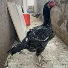 دجاجه سنديه