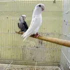 ازواح روز منتجه