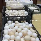 بيض بلدي مخصب للتفقيس