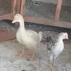 للبيع دجاج وبطه تم البيييع