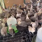 دجاج فيومي شبابي