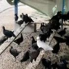 دجاج عمر ثلاث شهور ويزود