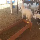 للبيع جمله