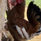 ديك ترثه افرق لون مميز