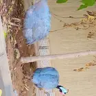 حبشي للبيع