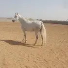 مطلوب سايس خيل