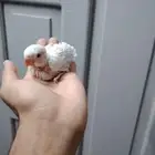 فرخين روز البينو غر