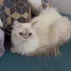 قطه لتبني هملايا