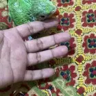 فرخ دره انباع