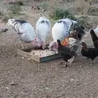 3ديوك رومي الفراشه
