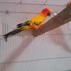 جوز صن كنيور