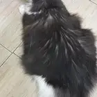 انثى وذكر للتبني