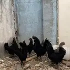 دجاج اندونيسي لامبورجيني