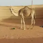 قعود قصب