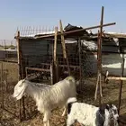 معزا معها ذبايح تم البيع