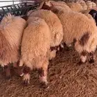 جذع بري يضحي ويتمم