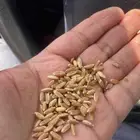 بر الحجاز انتاج هالسنه نظيف 50 كيلو
