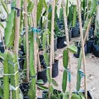 فاكهة التنين_الدراقون فروت_شتلات