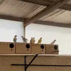 اجواز روز للبيع