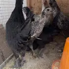 دجاج مشكل للبيع فرصه