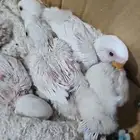 فروخ روز البينو