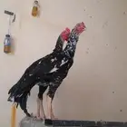 فواخر الدجاج السندي و شانجرا البيور من إنتاج العم غبشان