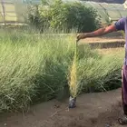 شتلات برية ب85 هللة