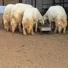 خرفان للبيع