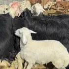 خروف حري شحم ( مباعه )
