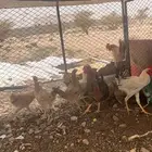 ديكه 6 للبيع