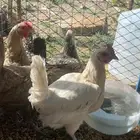 تم البيع الله يبارك لشاري ويعوض البايع .