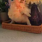 فرخ كوكاتو ملوكان غر حجم خيالي تم البيع