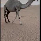 من عين الثنيه الوضحاء وسمها المطارق على شكل رقم 11