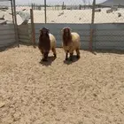ذبايح نعيم كناور