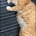 قطه حامل للتبني