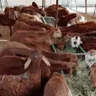 سواكن حمري فل ما شاء الله