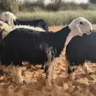 خرفان نجد ضحايا فاخرة